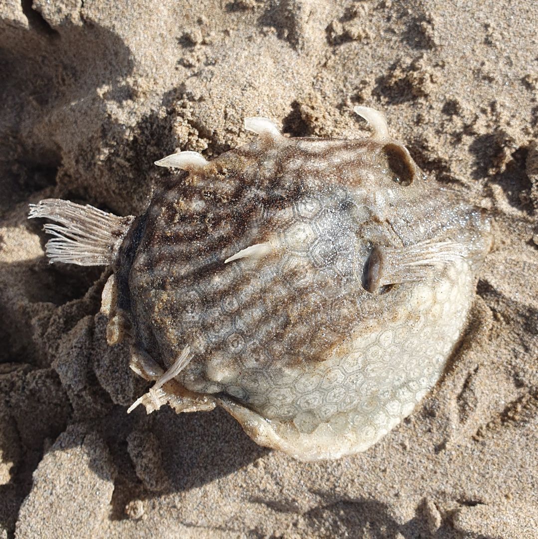 Mysterious dead fish on Lorne beach