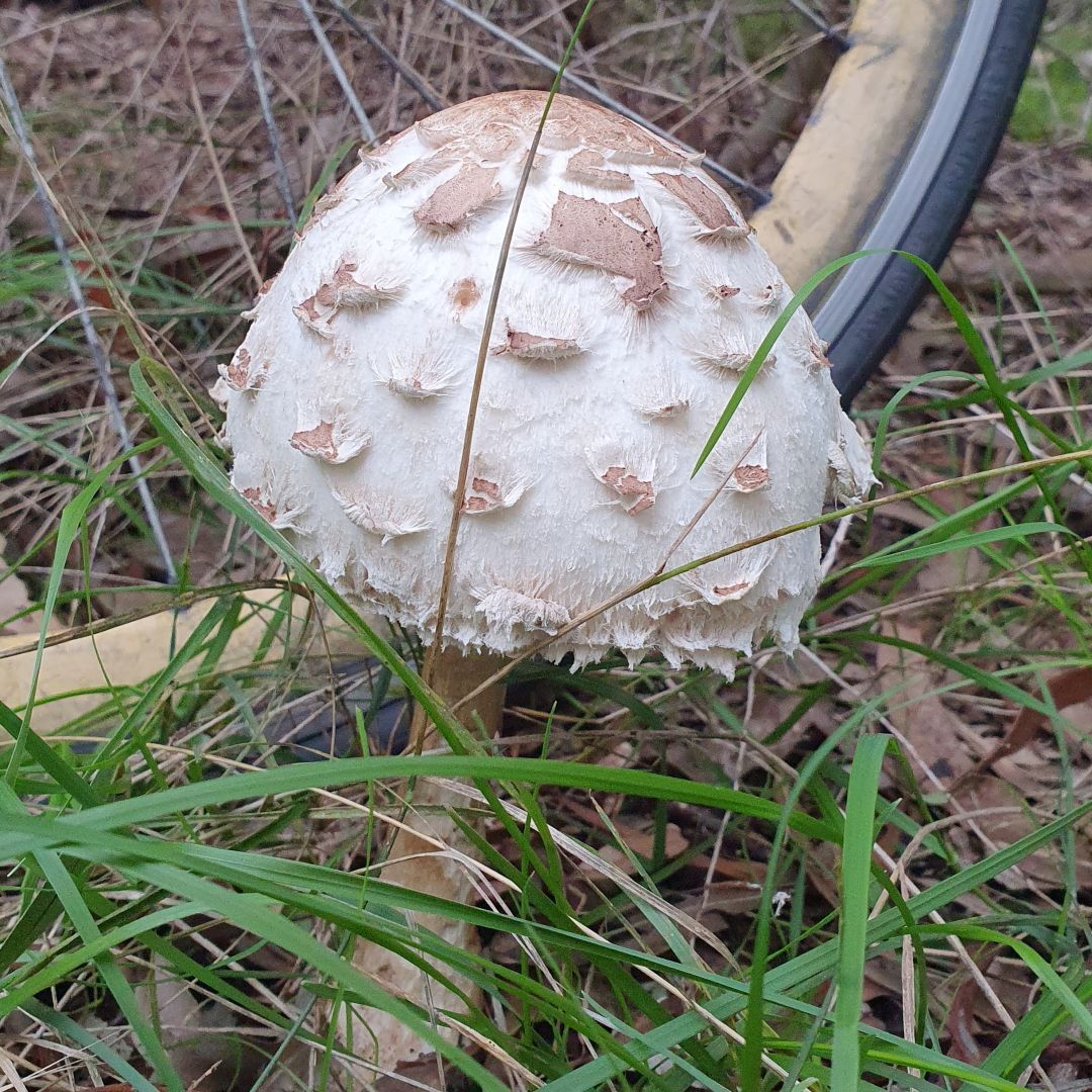 A large fungi found while cycling