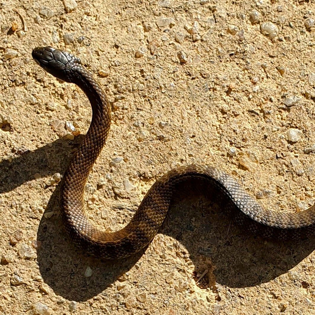 Very small #snake, a juvenile tiger I think, only 30cm long