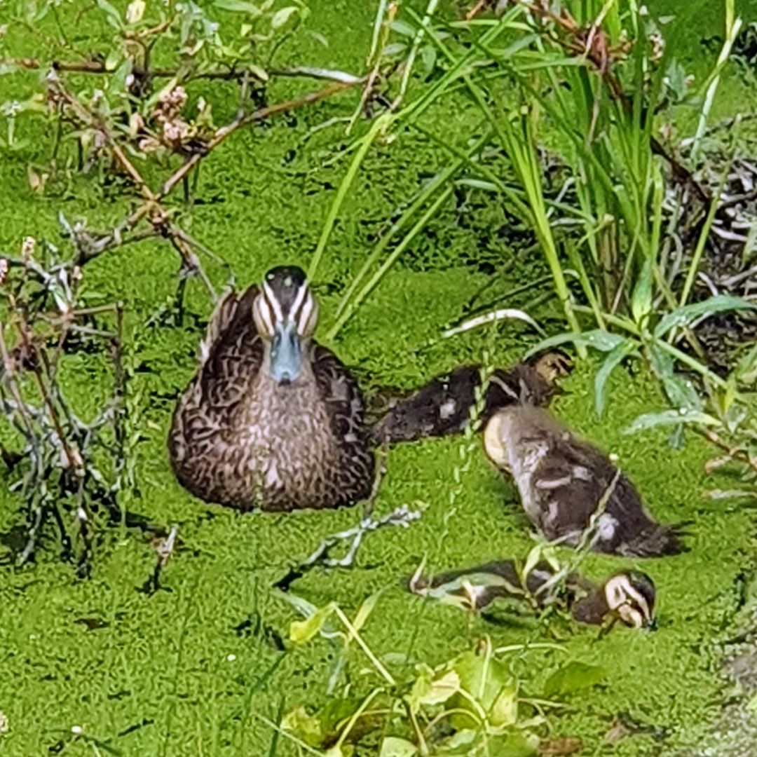 Pacific black duck, and Pacific black ducklings in a weedy pond