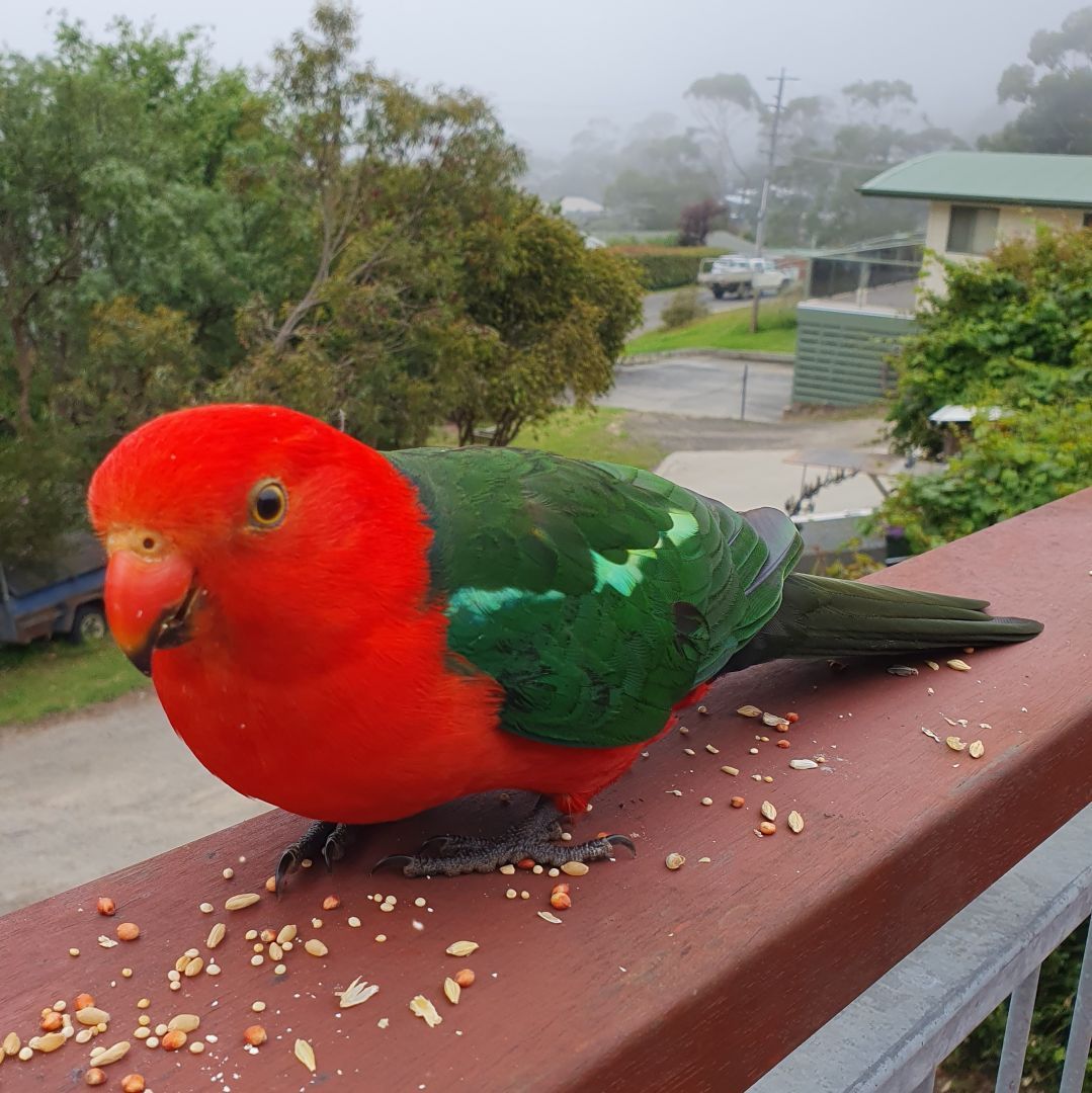 Australian King-parrot (Alisterus scapularis) on the balcony, Lorne, Vic.