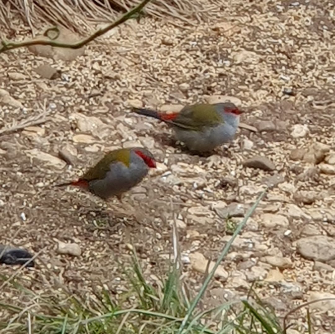 Pair of Red-browed finches (Neochmia temporalis) at Serendip Sanctuary