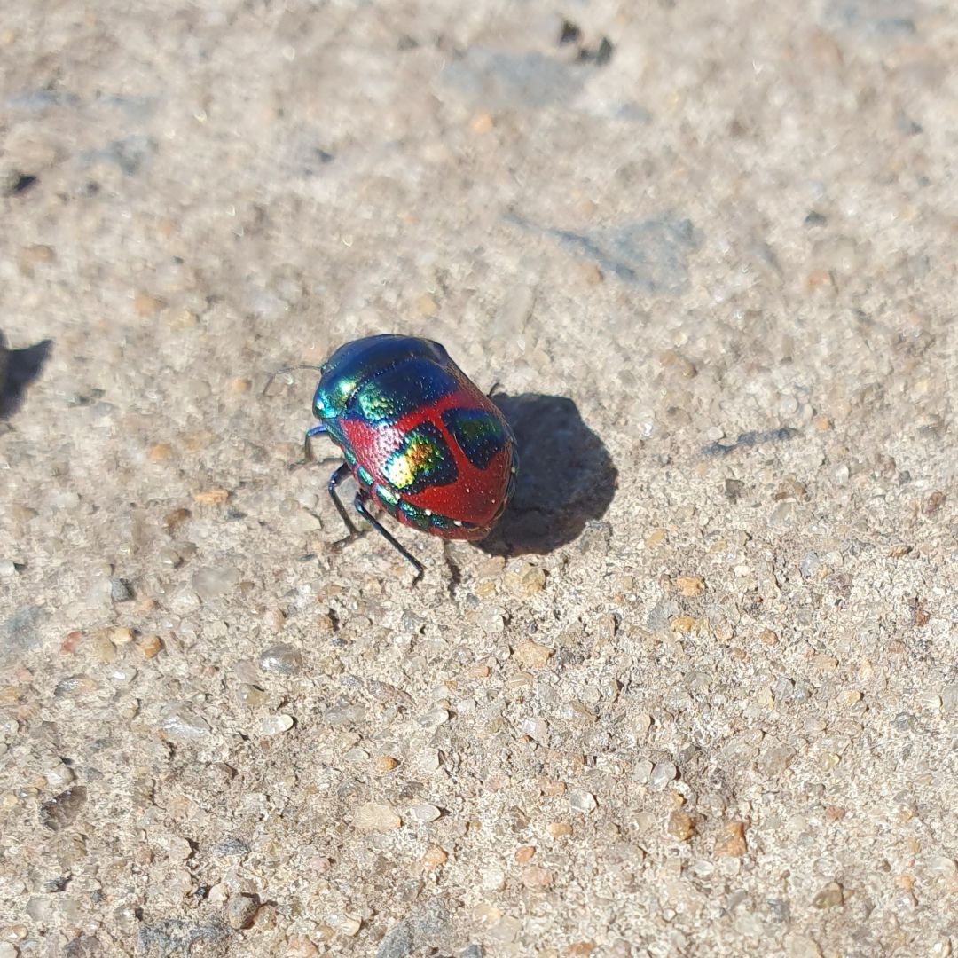 A shiny beetle at Blue Lake, South Australia