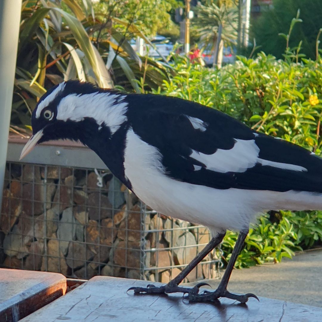 A curious peewee, or Magpie lark