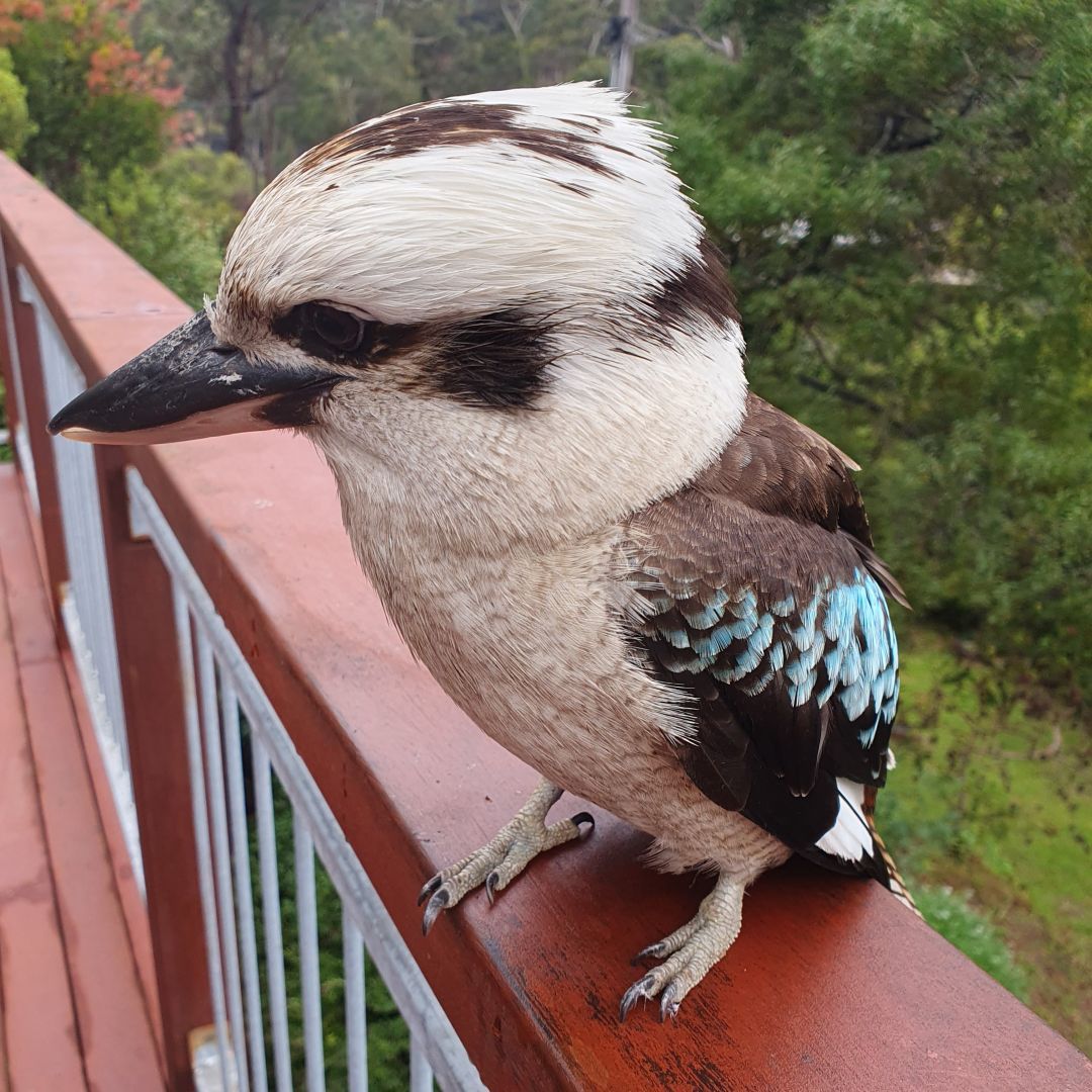 Kookaburra on the balcony wanting a feed