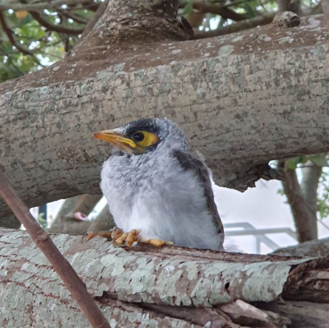 Baby noisy miner (Manorina melanocephala)