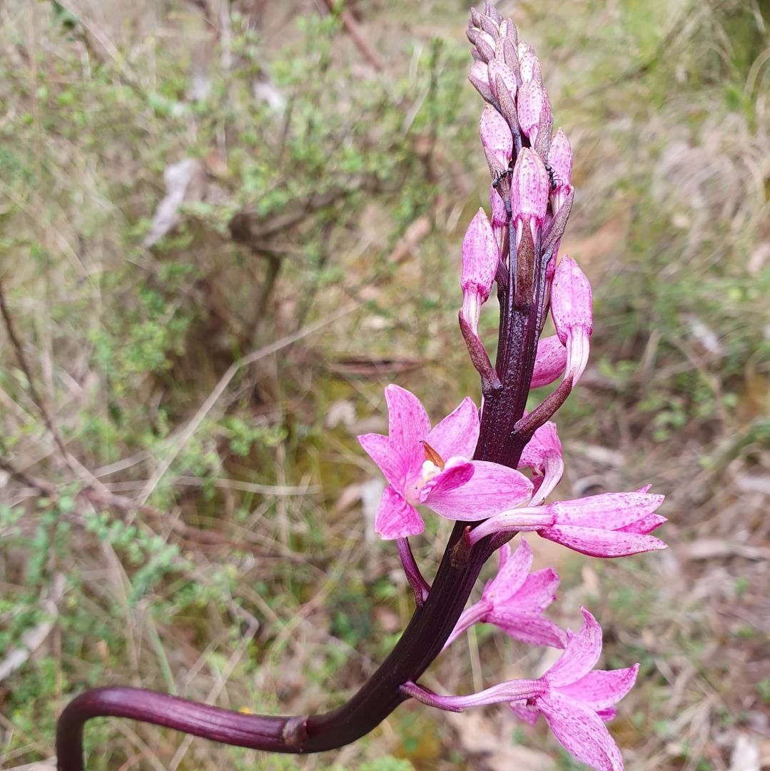 Rosy Hyacinth Orchid in the bush