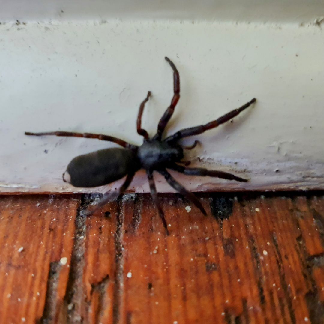 Scary looking large white-tailed #spider found in the bedroom