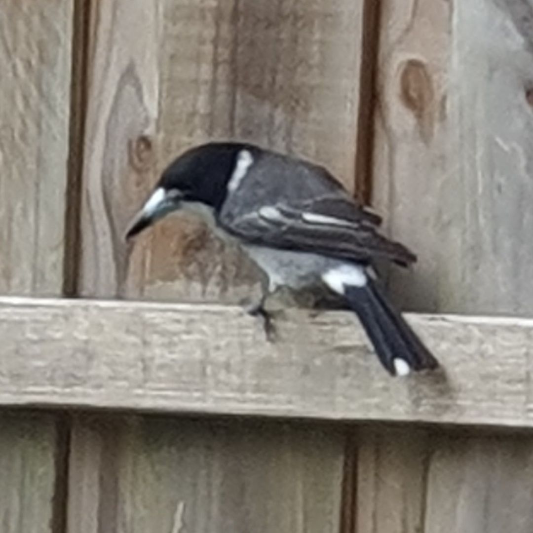 Grey Butcherbird on the garden fence