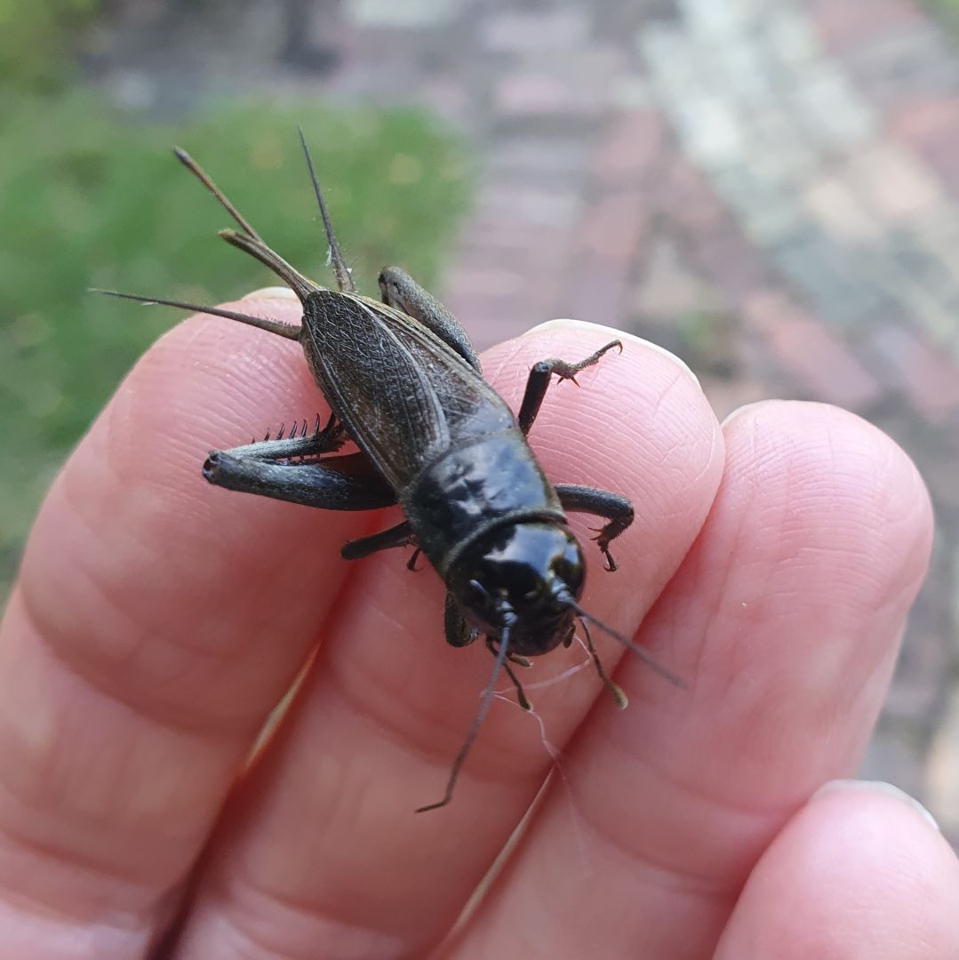 A field cricket rescued from in the house
