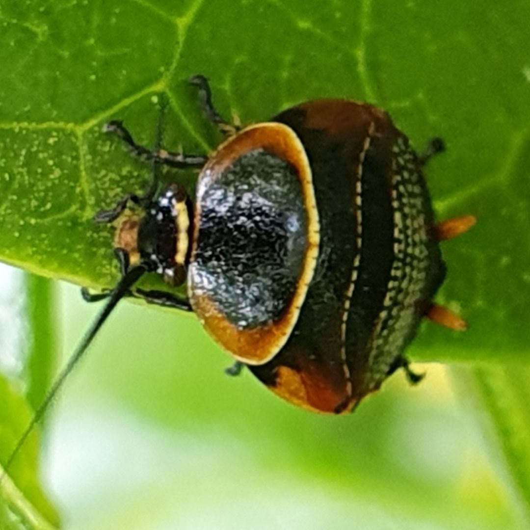 One of many juvenile native #cockroach on this bush in the park