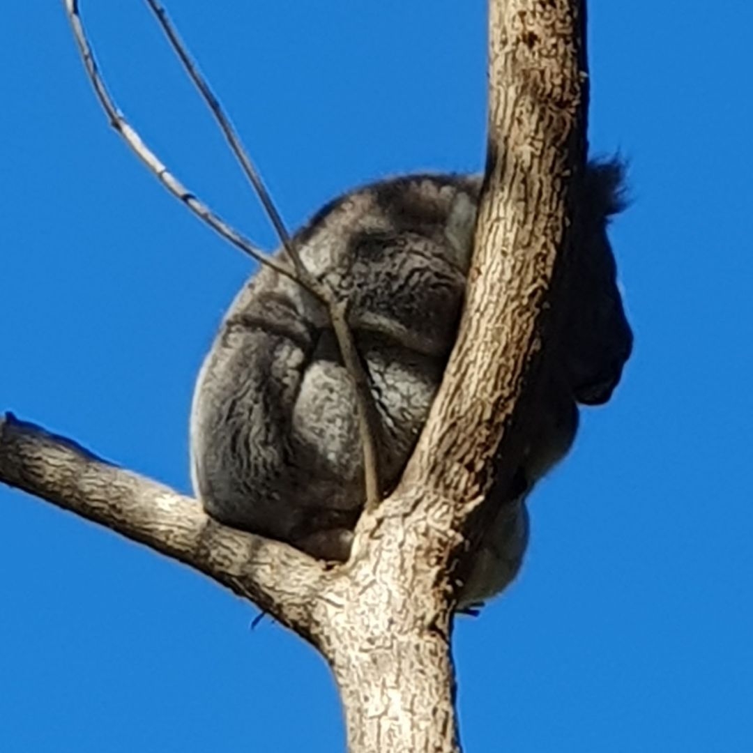 Australian classic, a sleeping #koala in the garden