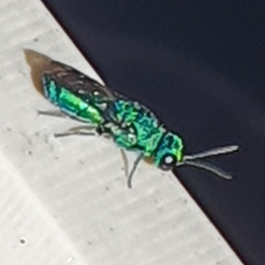 Stunning little metallic green #insect circled me at lunchtime