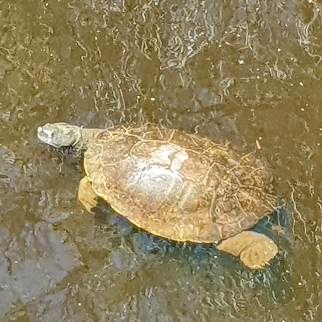 A Macquarie Turtle (Emydura macquarii) lazing around in the Jock Marshall reserve