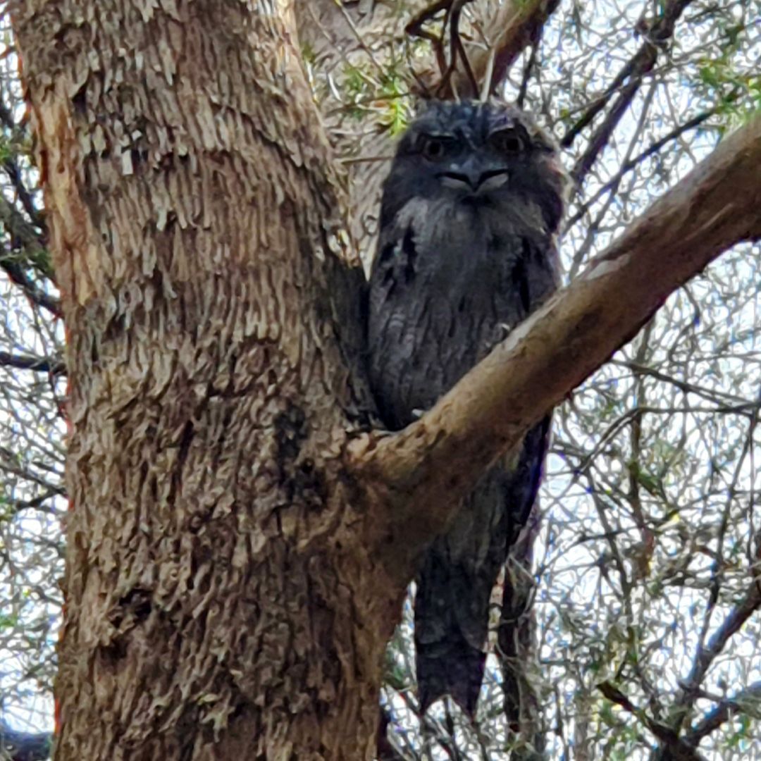 Hidden motionless, Tawny Frogmouth (Podargus strigoides) watching me