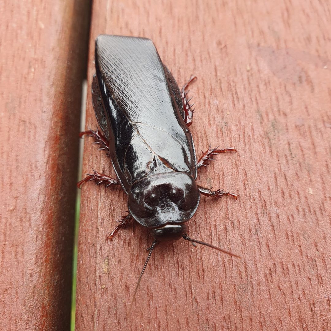 Large shiny native #cockroach on the balcony, Lorne, Vic
