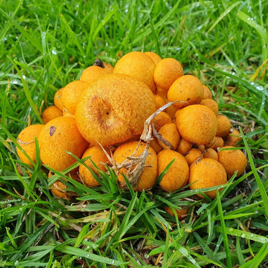 Lovely chunky yellow #fungi in the park