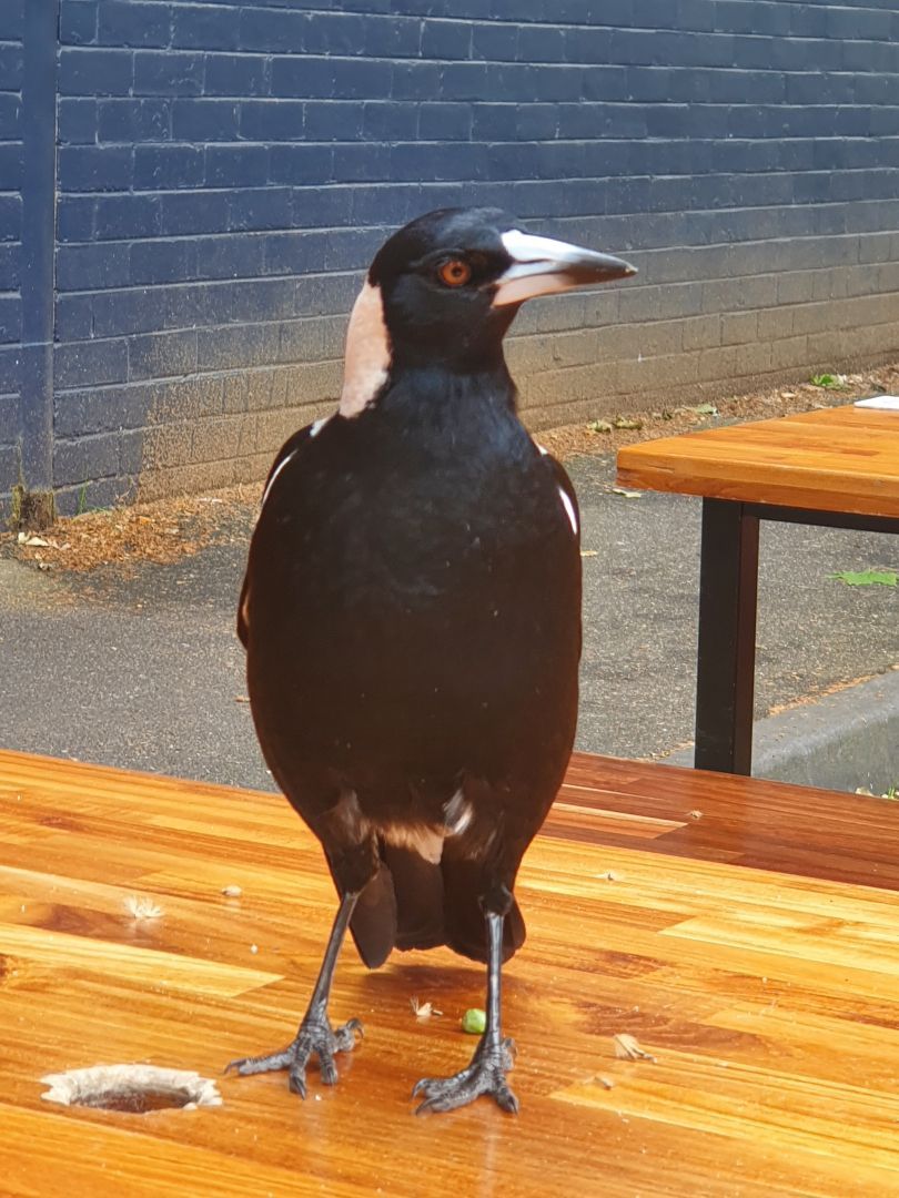 A #magpie at the Royston