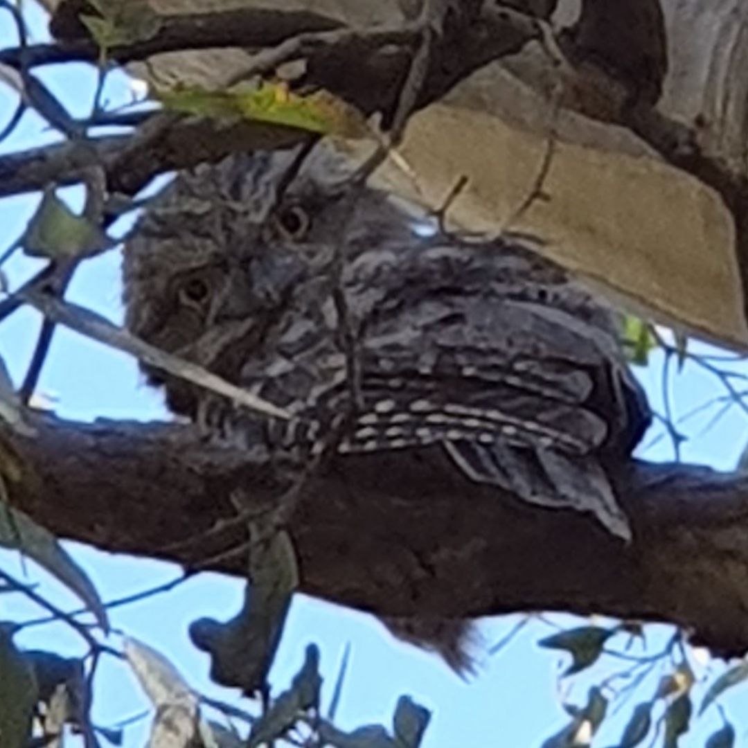 A Tawny Frogmouth gives me a stare for waking it from its afternoon nap