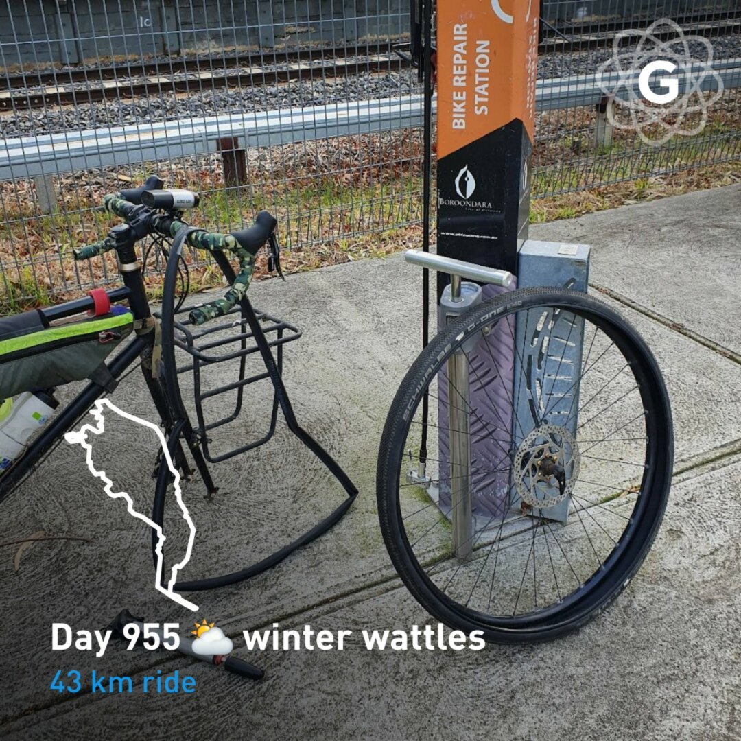 Day 955 ⛅ winter wattles