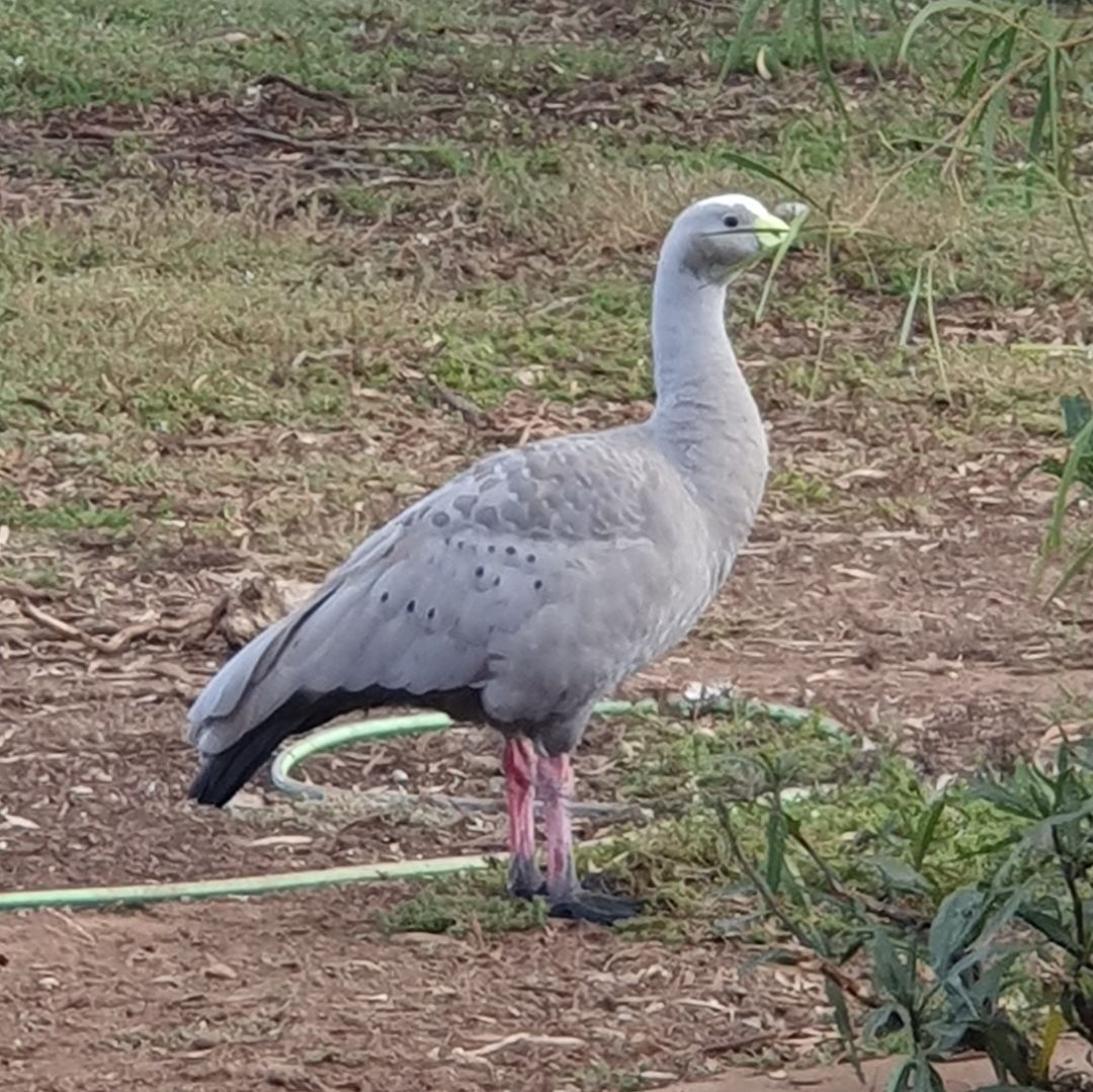 Mr Chunky, a CBG - Cape Barren Goose (Cereopsis:novaehollandiae) at Serendip Sanctuary