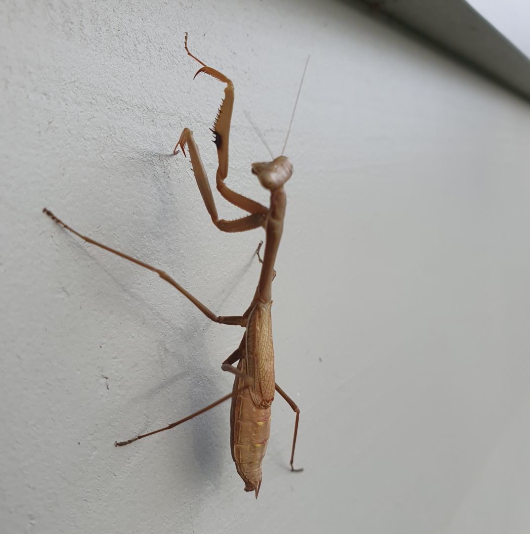 Praying mantis on the side of the house